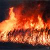 Burning Cane ... 23rd July 1993
